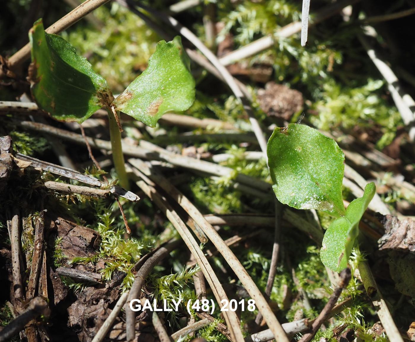 Twayblade, Lesser leaf